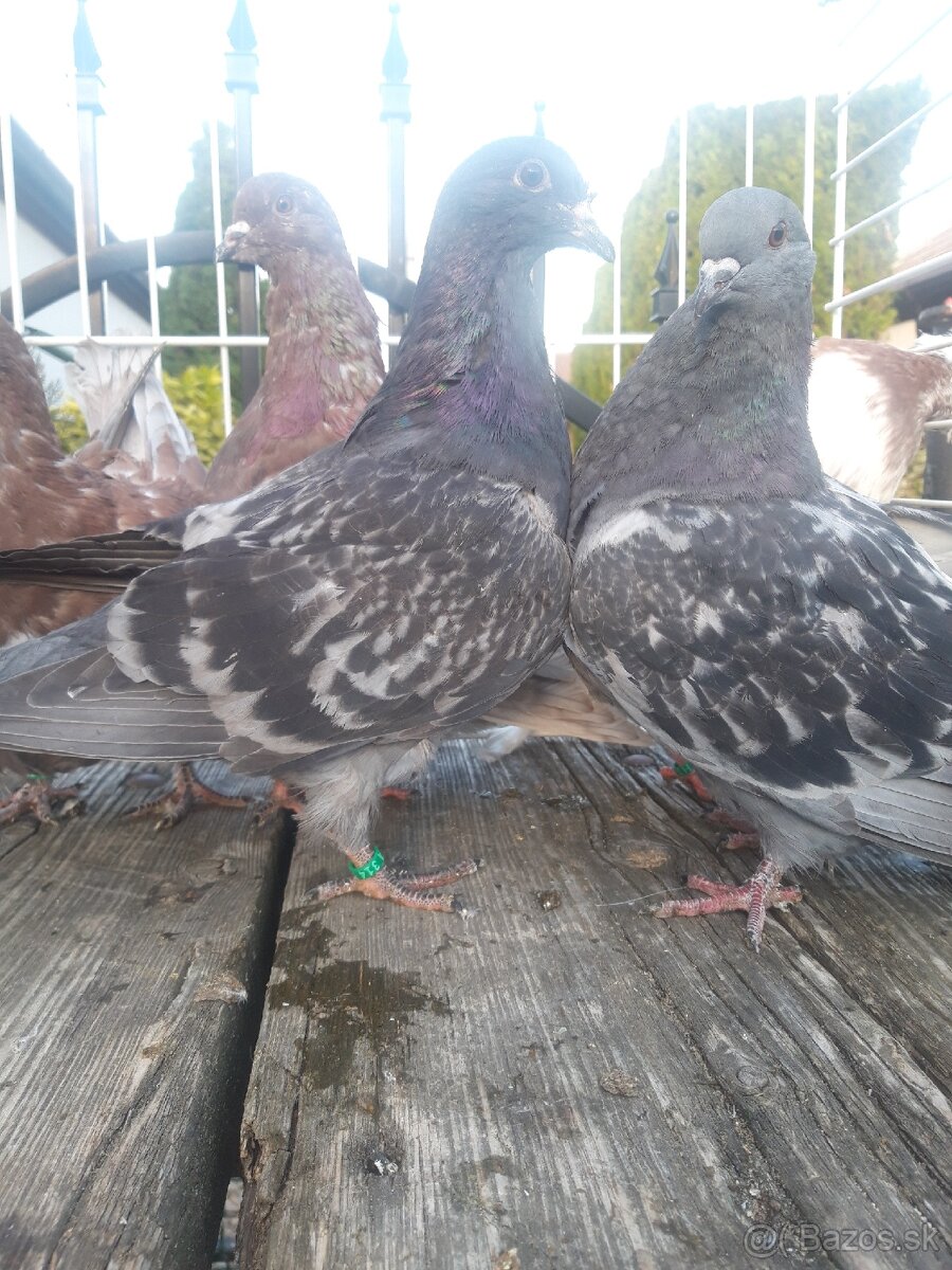 Holuby Mondény - 3