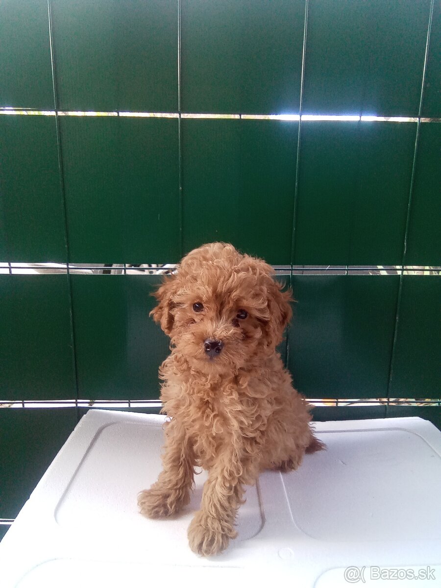 Toy pudel . pudlik - 3