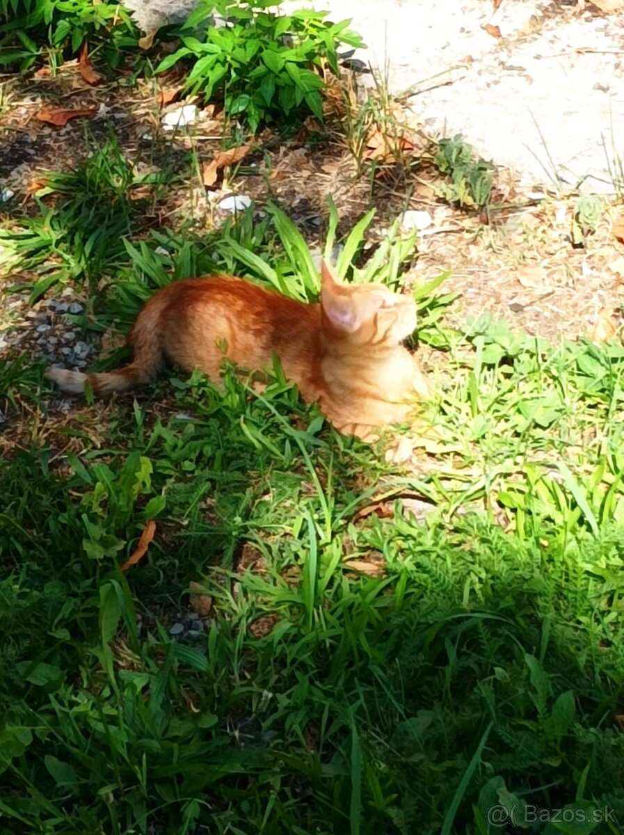 DARUJEM KRÁSNEHO KOCÚRIKA DO DOBRÝCH RÚK - 3