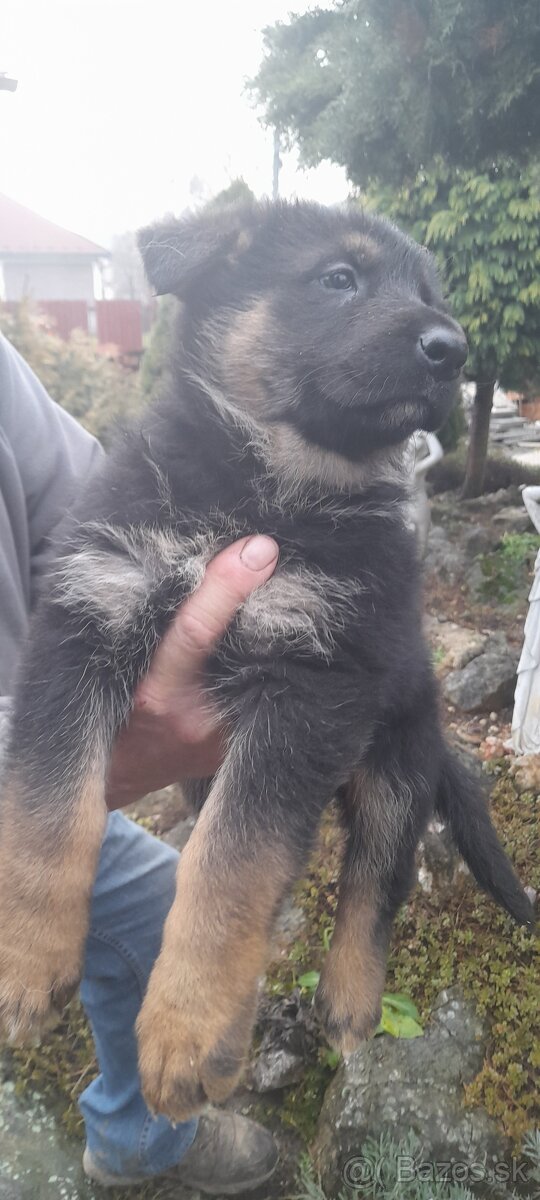 Nemecký ovčiak šteniatka - 3