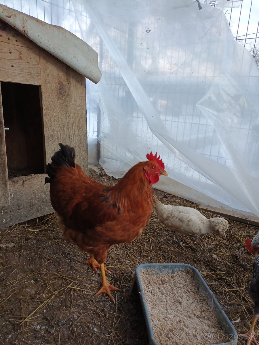 Predám kohúta hempšir - 3