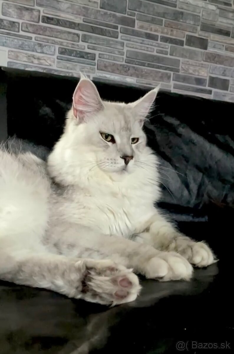 mainska myvavia kocur adopcia - 3