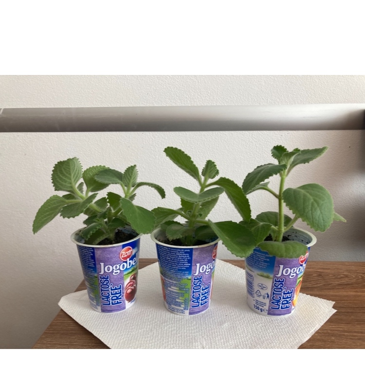 Nadchovnik, Rymovnik - Mexicky eukalyptus - 3