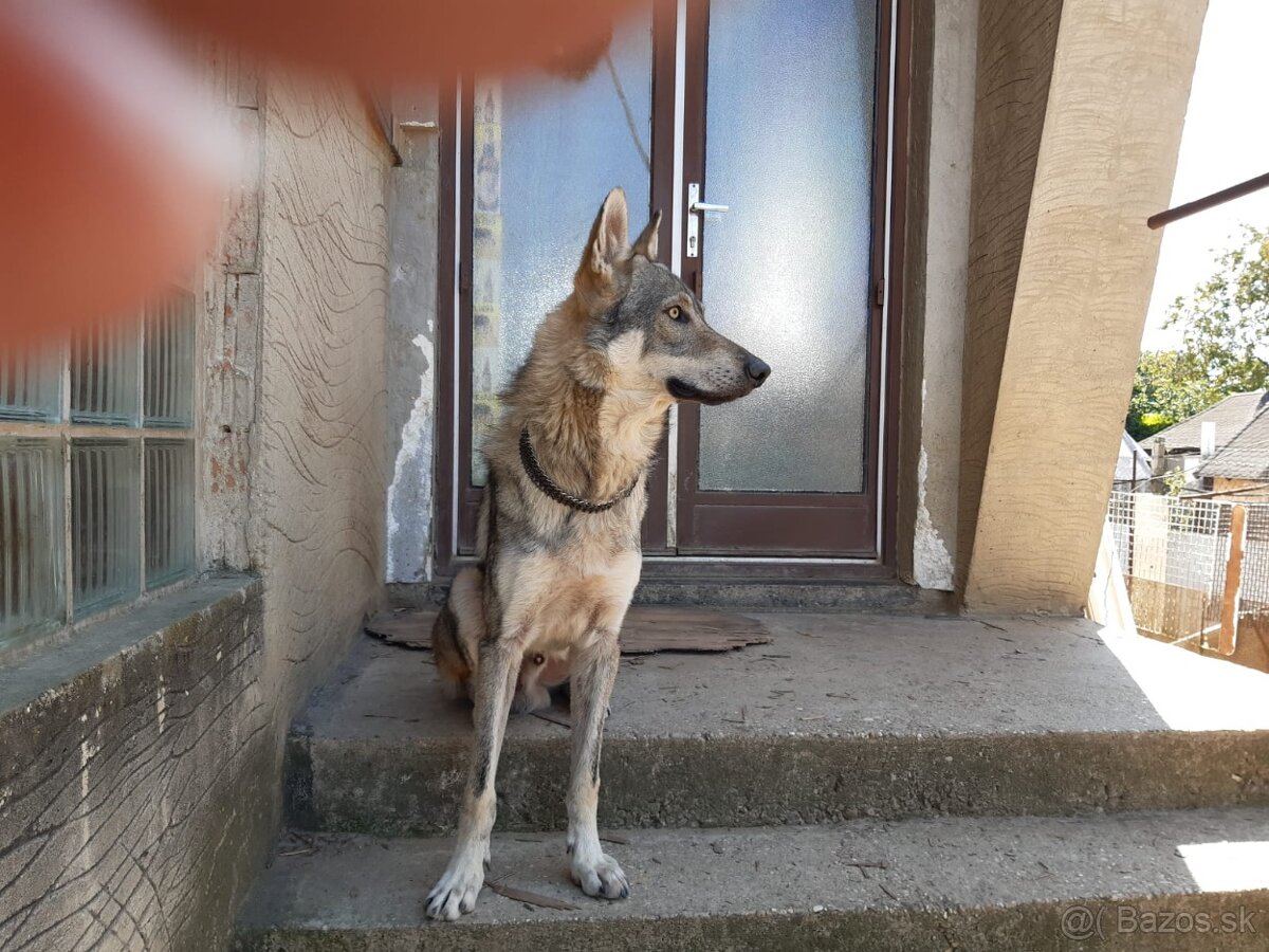 Ceskoslovenský vlčiak-šteniatka - 3