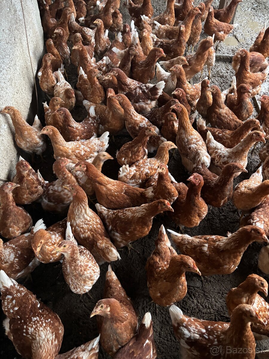 Vysokoznáškové nosnice / mládky - 3