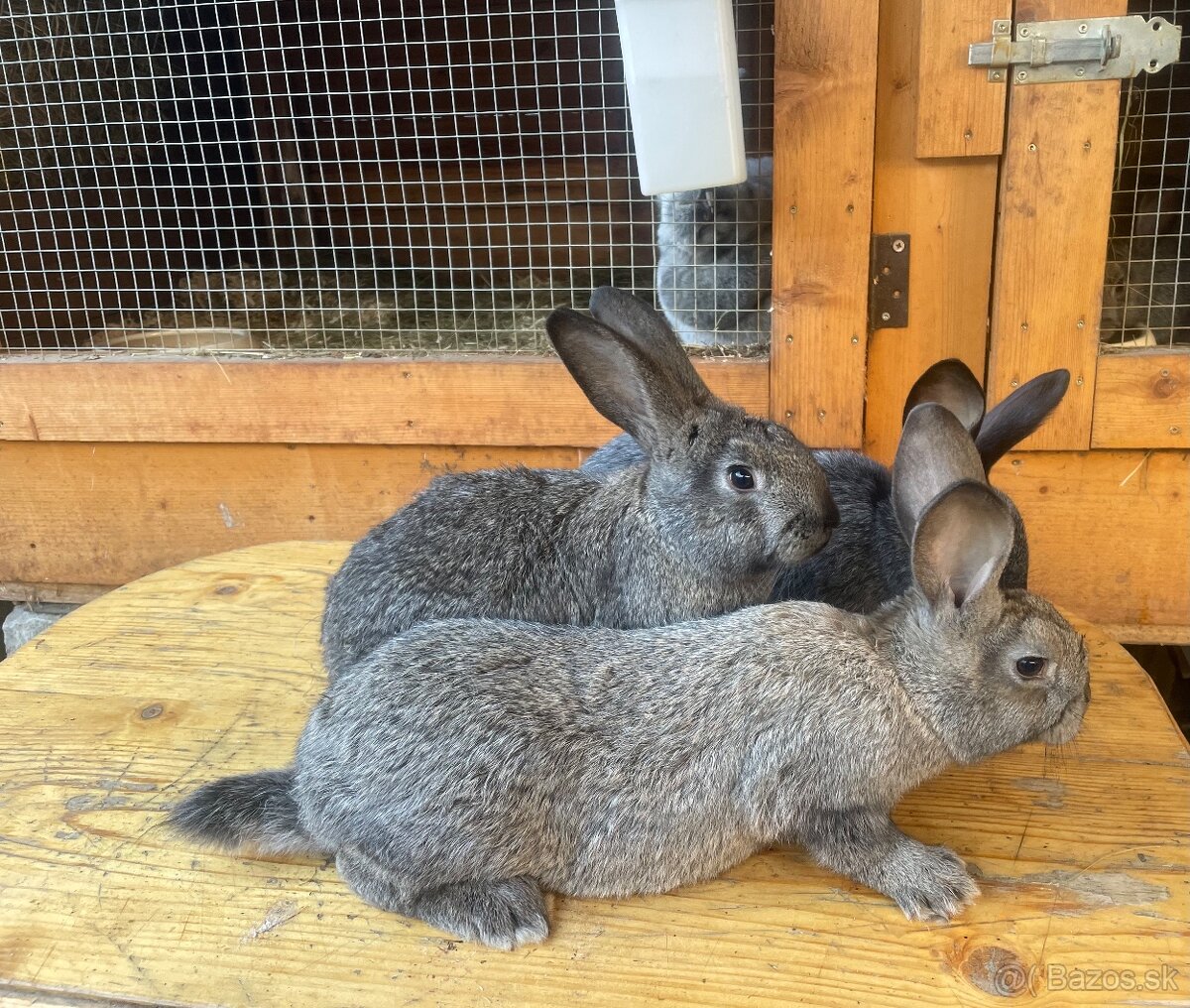 Predám krížené králiky - 3