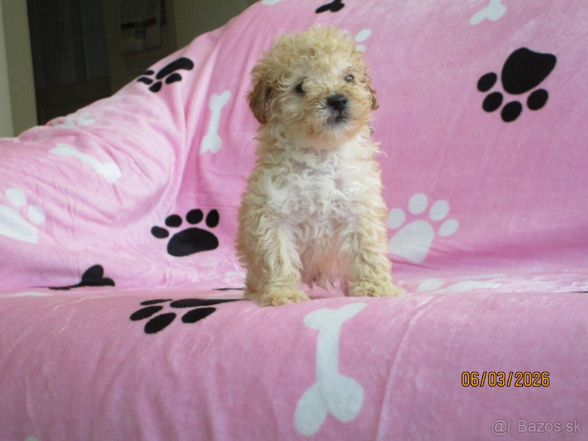 Pudel toy apricot white - 3