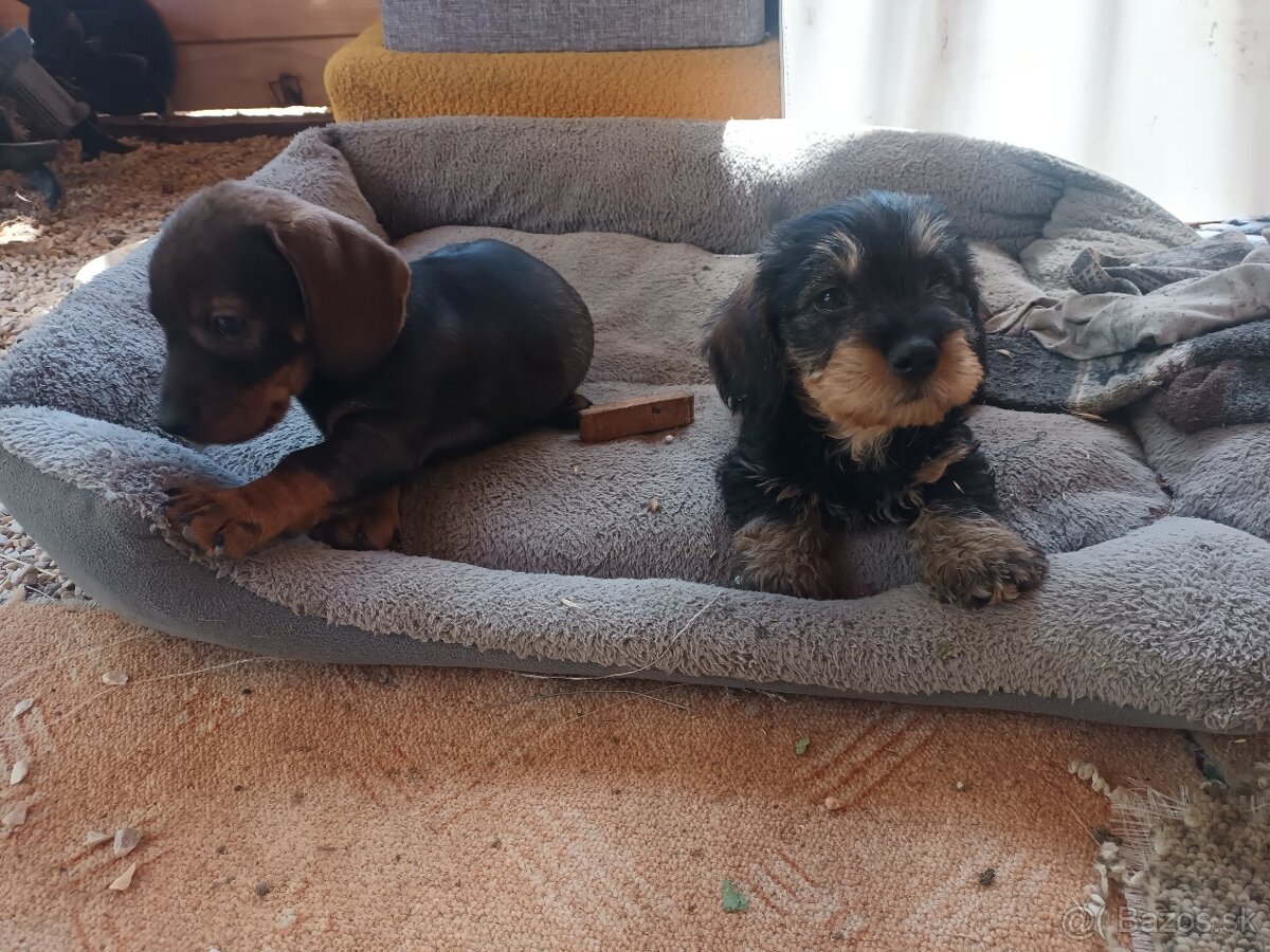Hrubosrsty jazvečík - 3