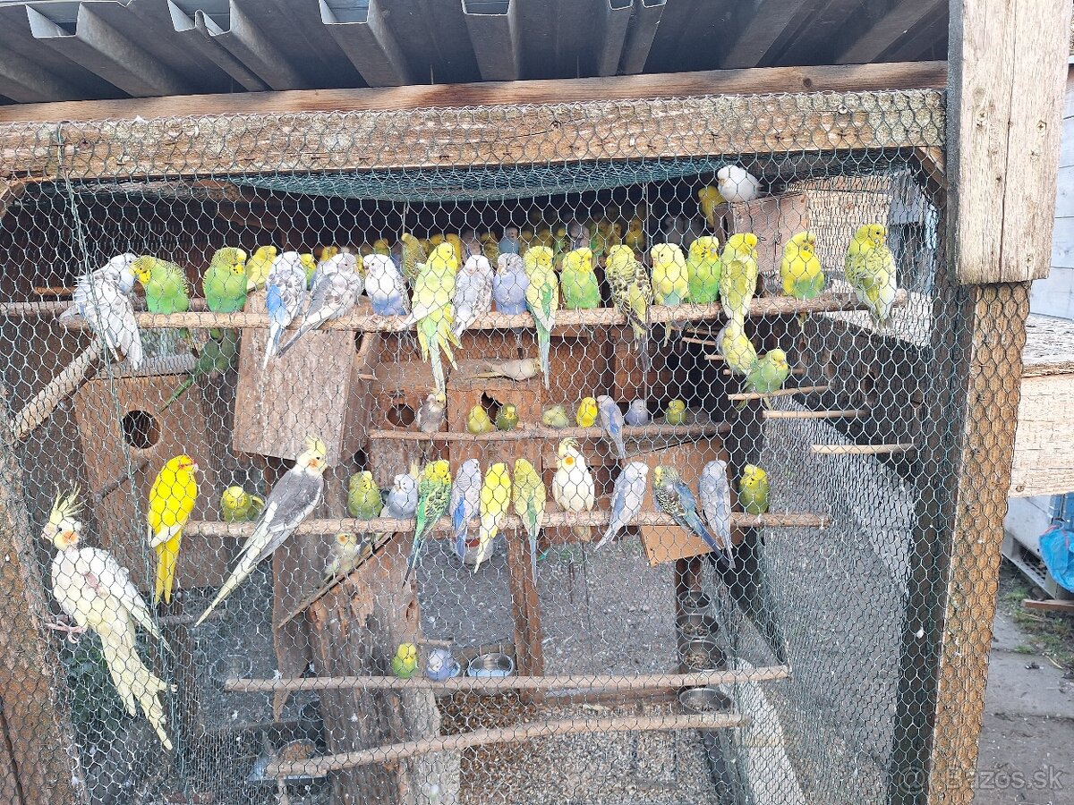 Predám mladé andulky - 3