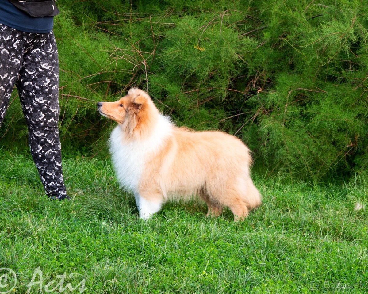 Kólia dlhosrstá s PP - 3