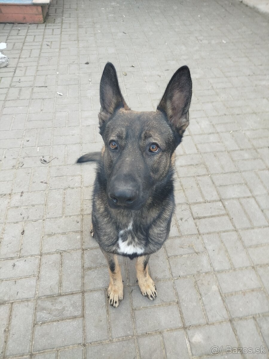 Nemecky ovčak - 3