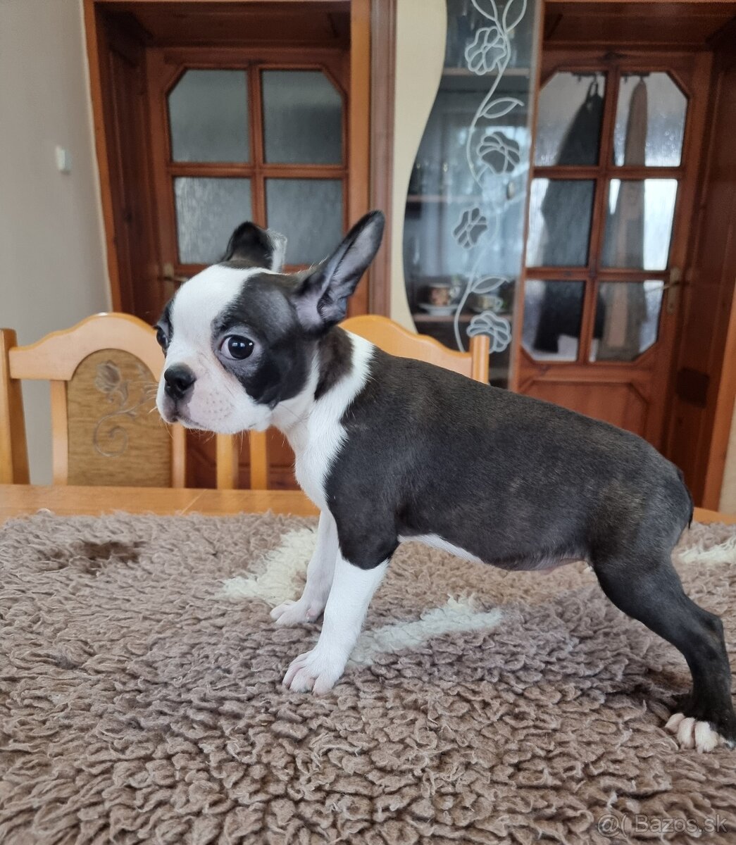 Bostonsky terier boston terier - 3