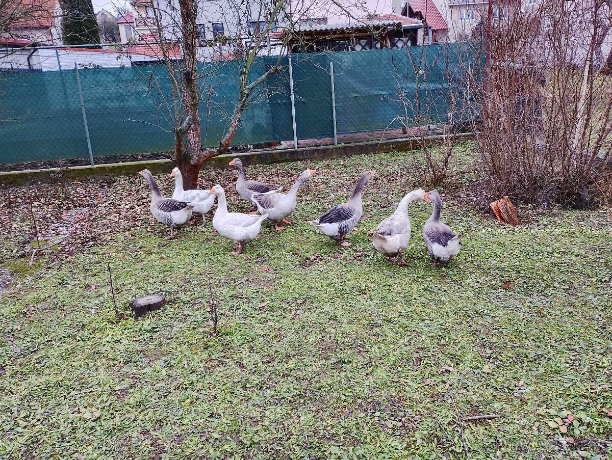 Predam dva páry husí - 3