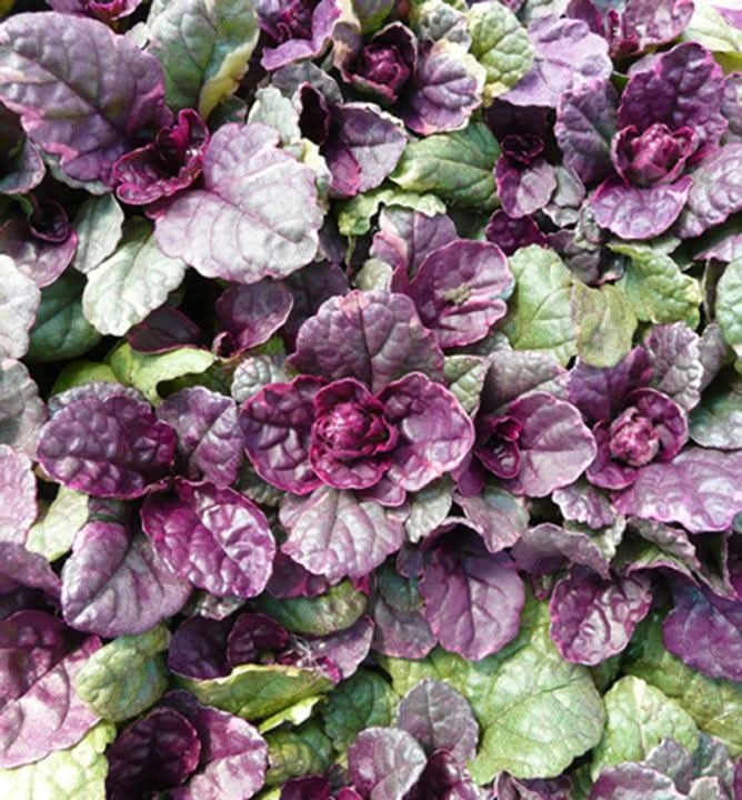 Zbehovec plazivy - 3