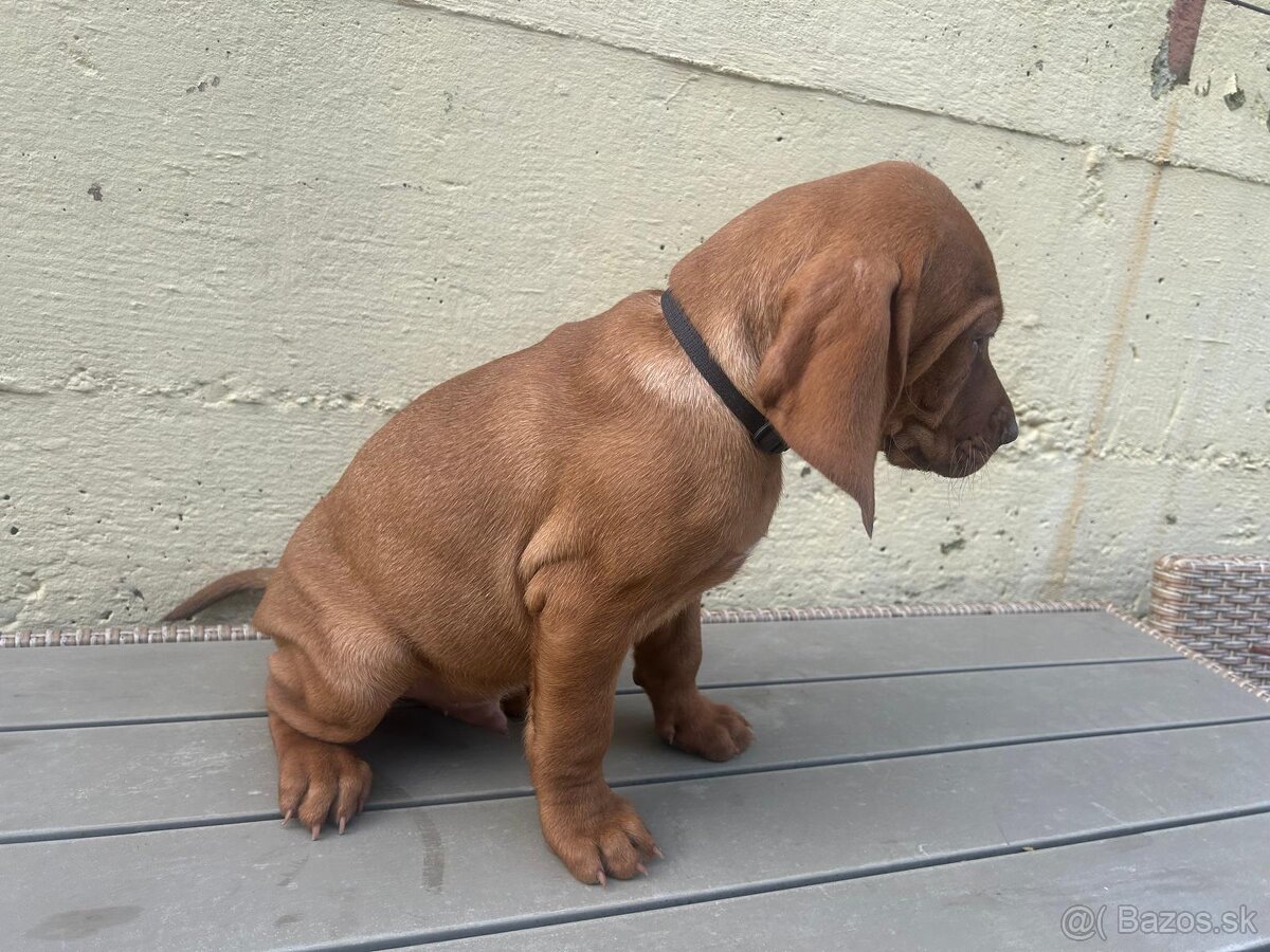 Maďarská vyžla - 3