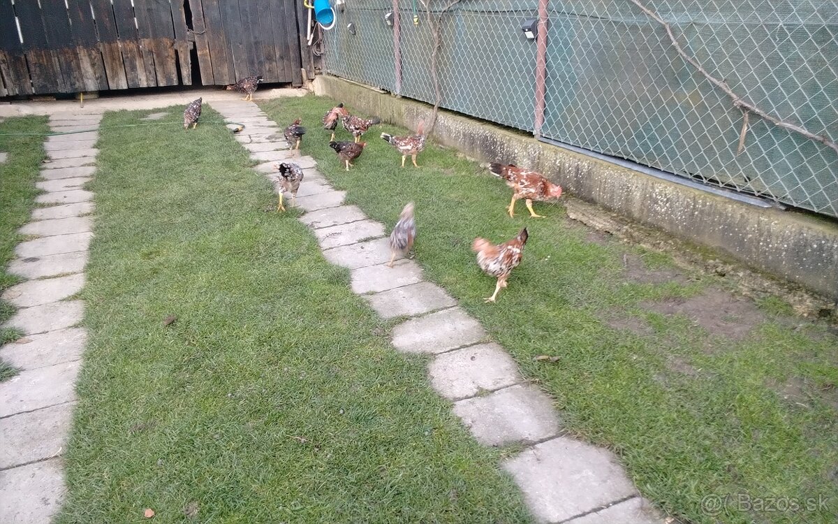 Predám vlaška porcelanova - 3