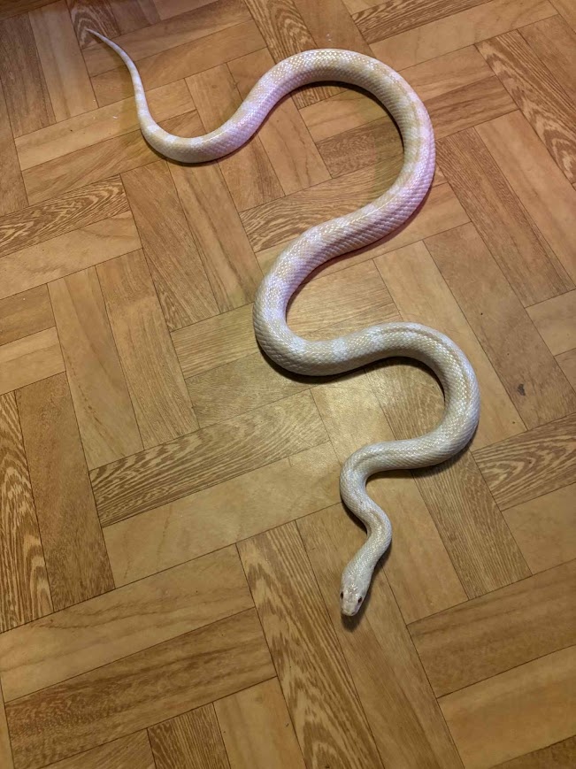 Užovka červená - 3