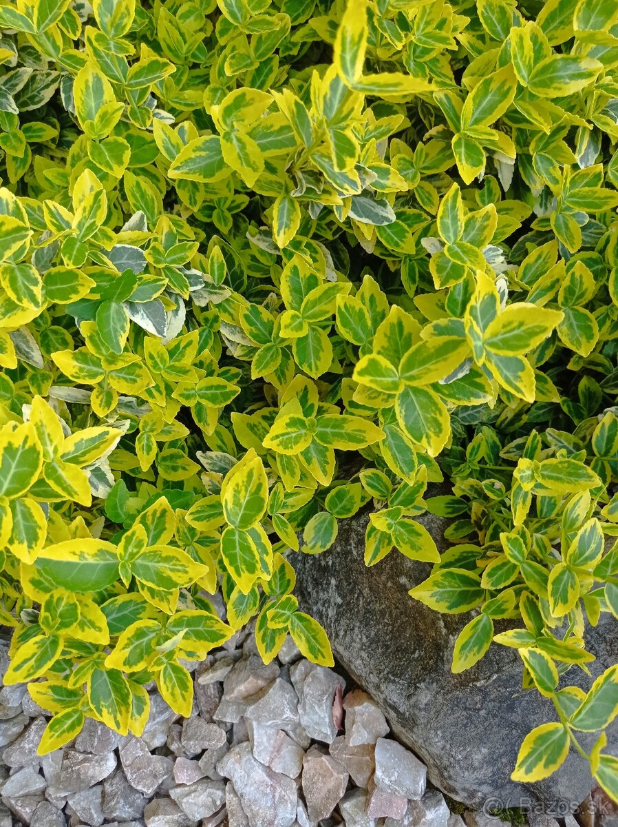 Bršlen Fortunov ´EMERALD´N GOLD - 3