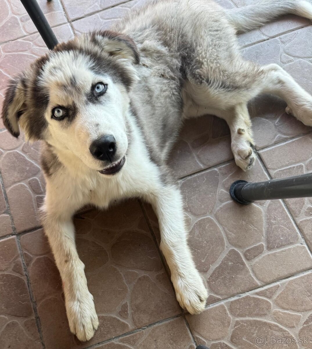 8 mesacny sibirsky husky - 3