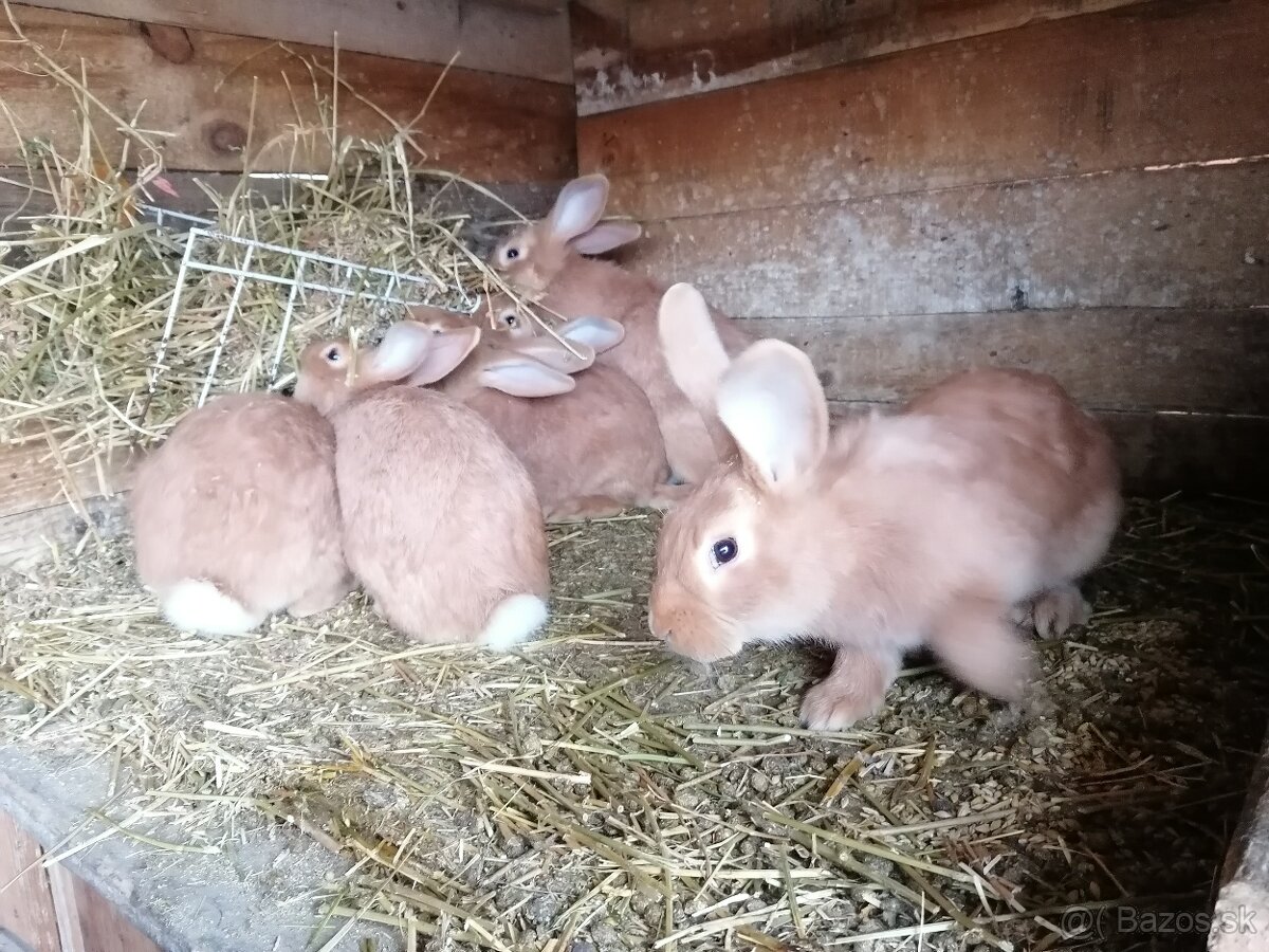 Burgudske králiki - 3