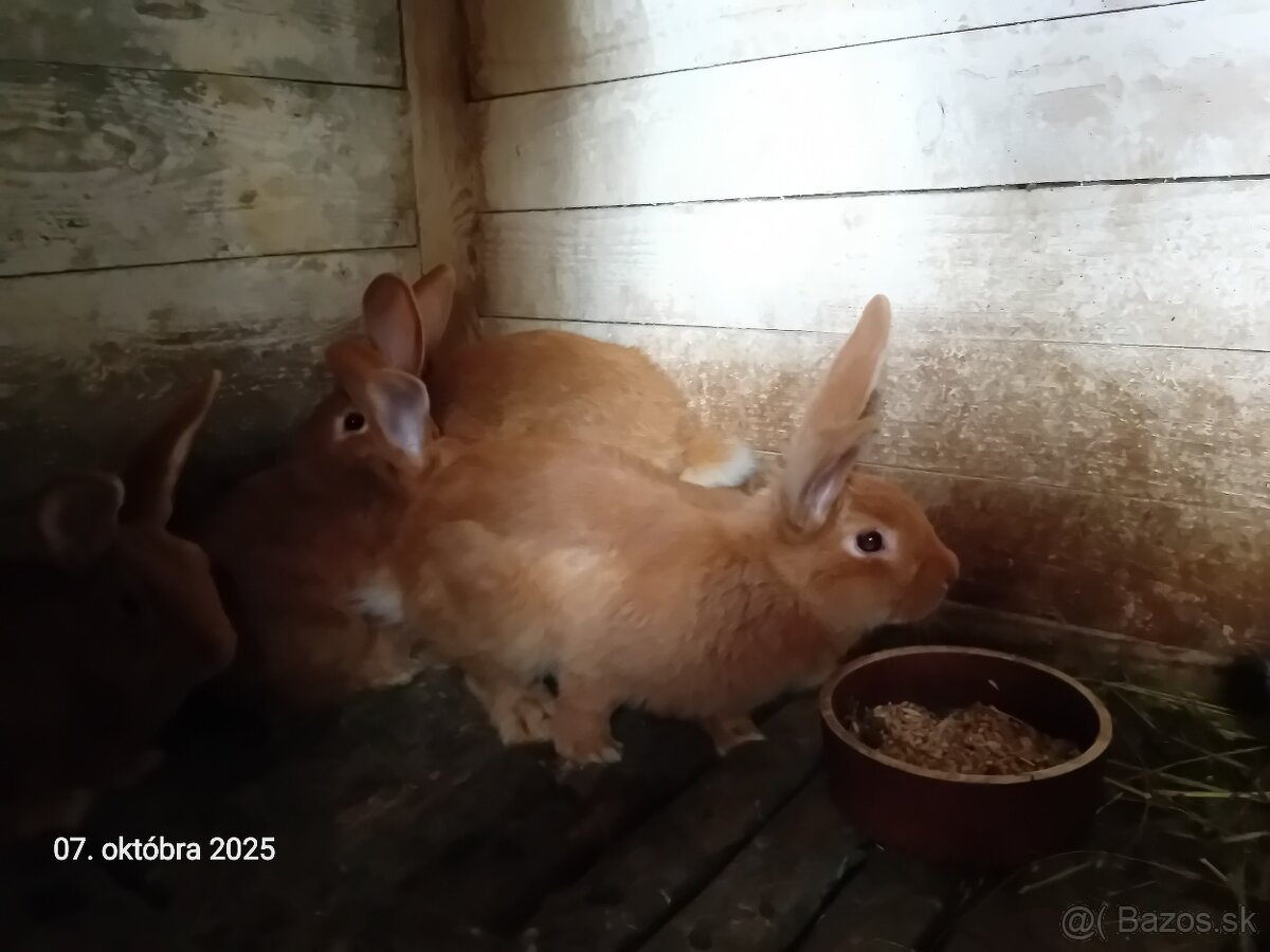 Burgundský králik - 3