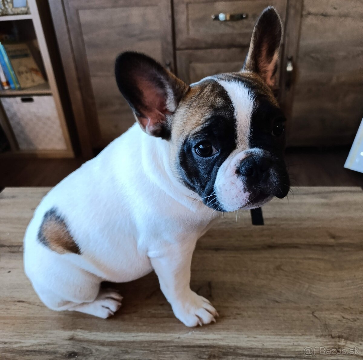 Francúzsky buldoček s PP (FCI) - 3