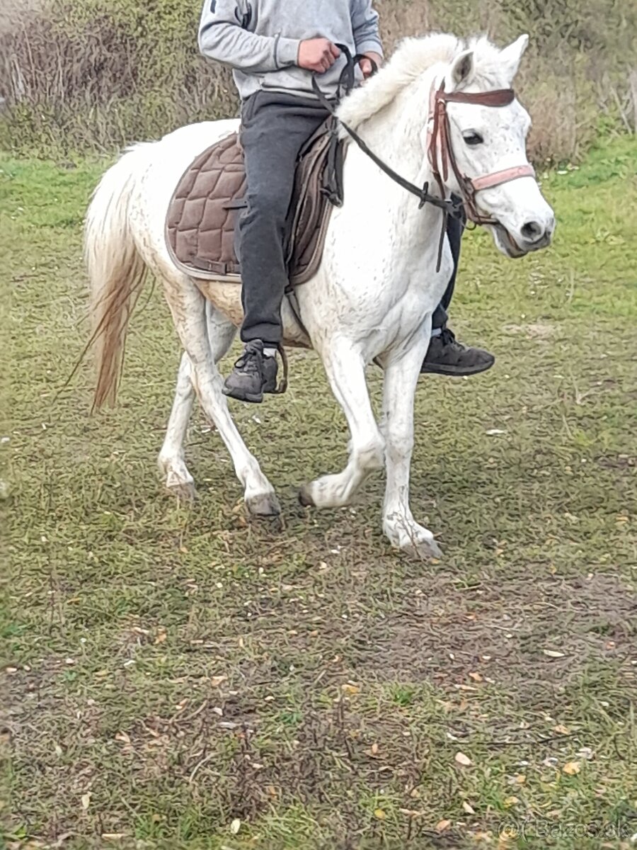 Predam jazdecku welsh pony kobylu - 3