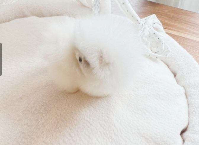 Šteniatka francúzskeho buldočka a pomeraniana sú k dispozíci - 3