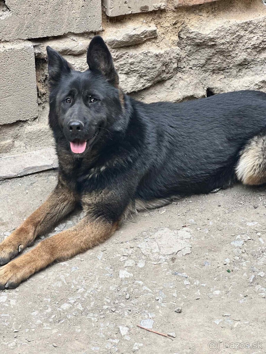 Nemecky ovčiak - 3