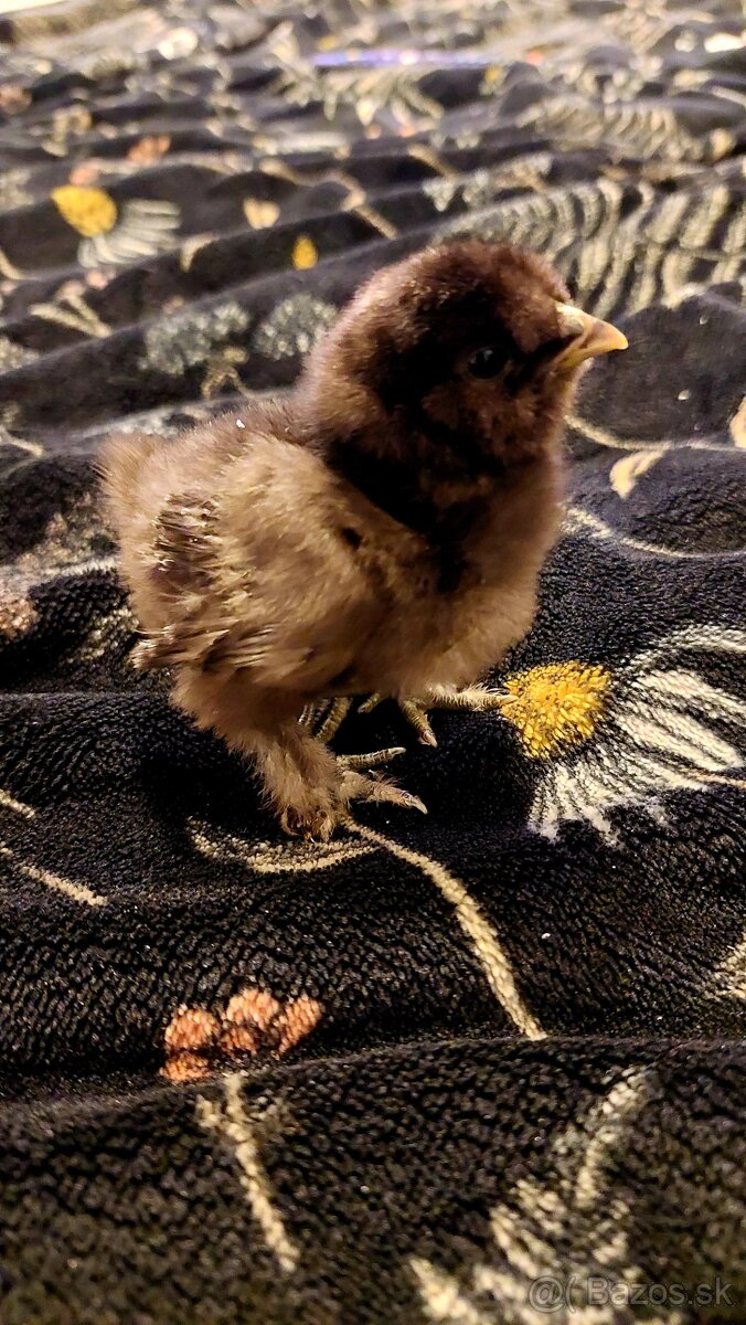 Hodvábničky-kuriatka - 3