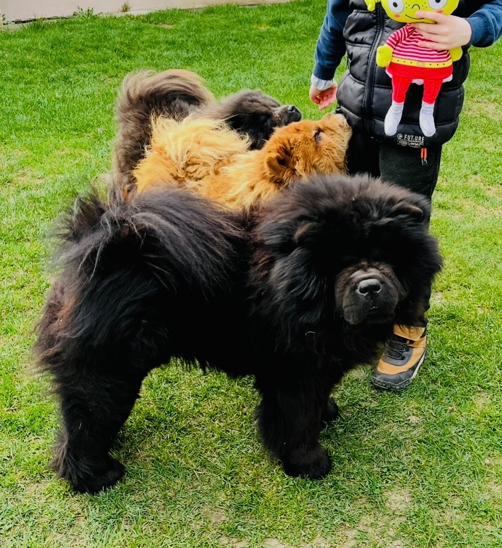 Chow chow s PP - 3