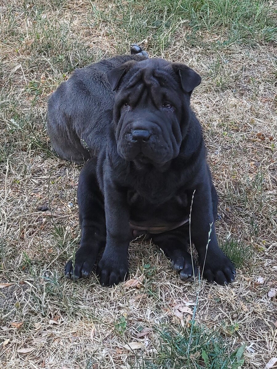 Sharpei šteniatka - 3