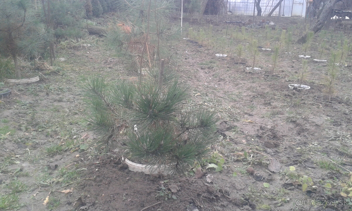 borovica - 3