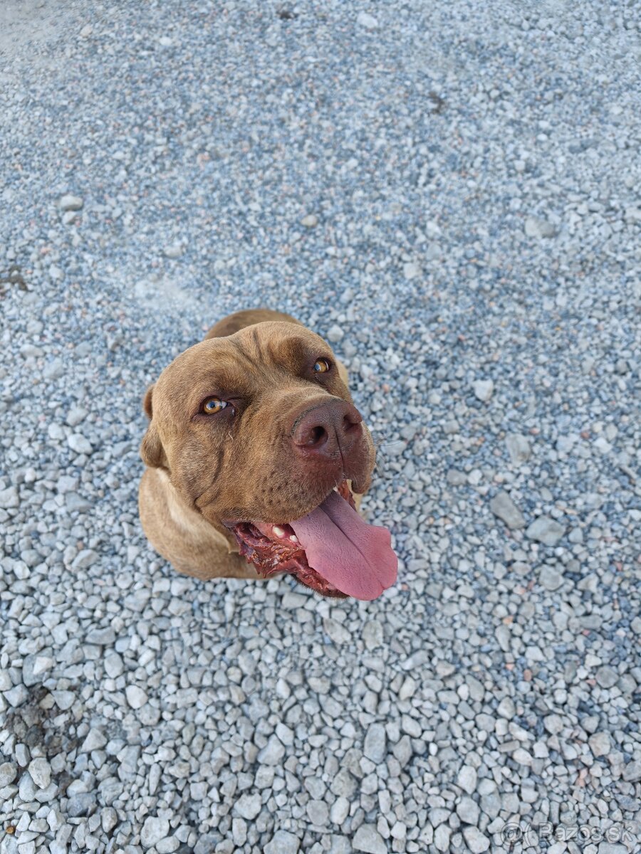 Bandog - 3