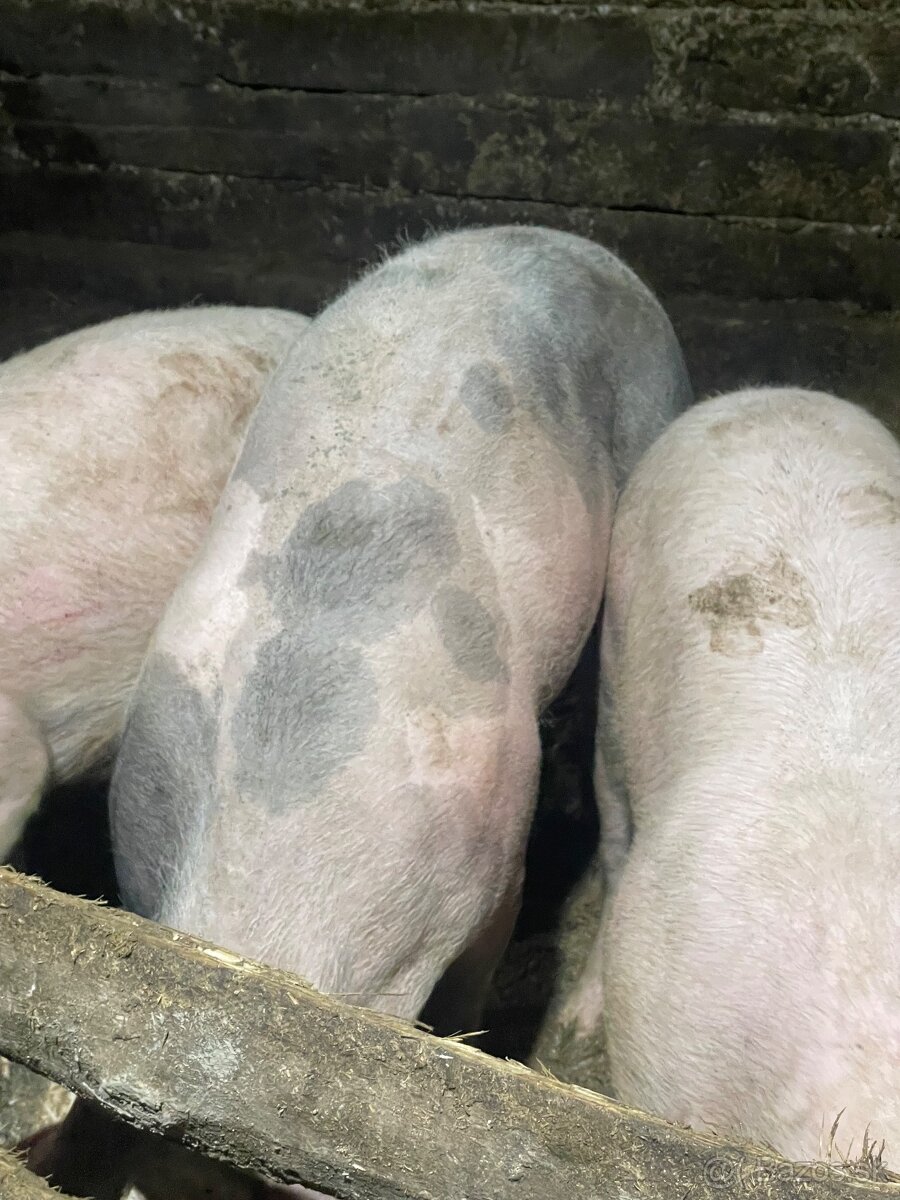 Jatočné ošípané - 3