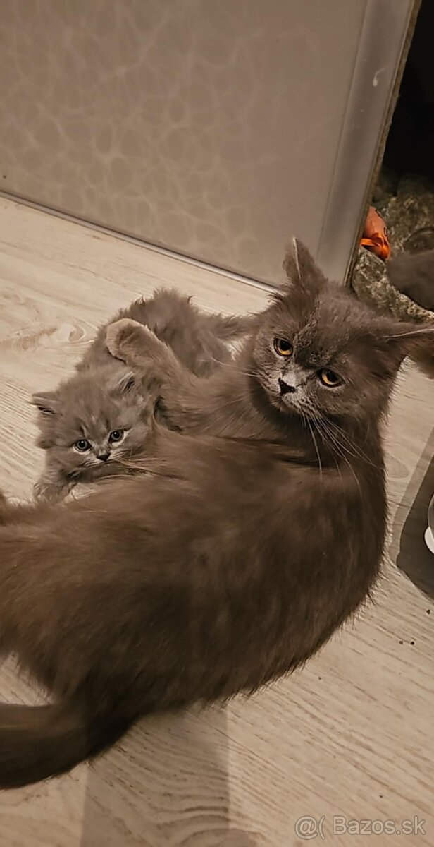 Britské modré maciatka - 3