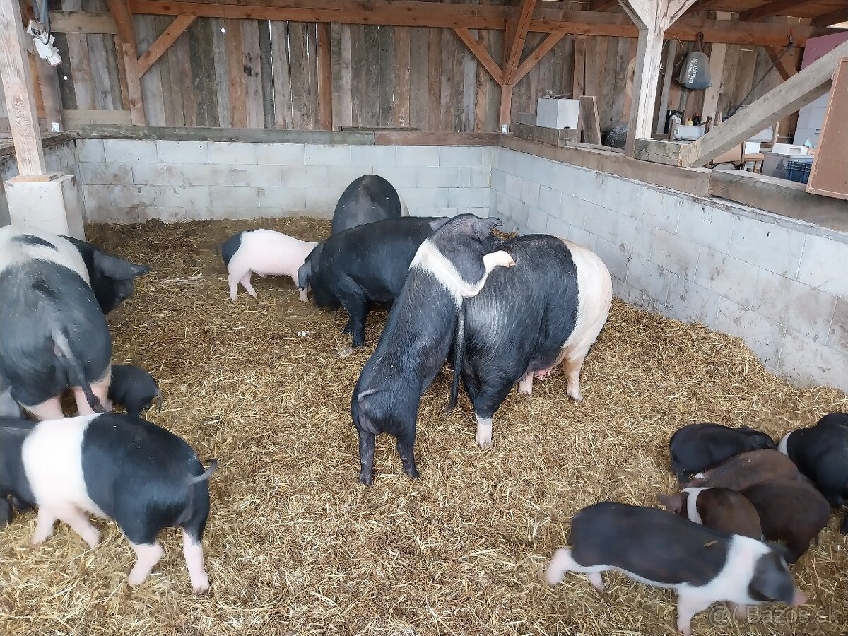 Kancek kanec presticke - 3