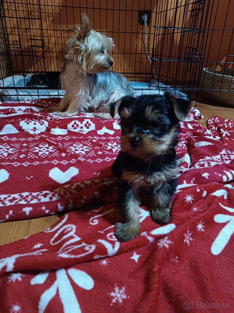 Yorkshirsky teriér - 3