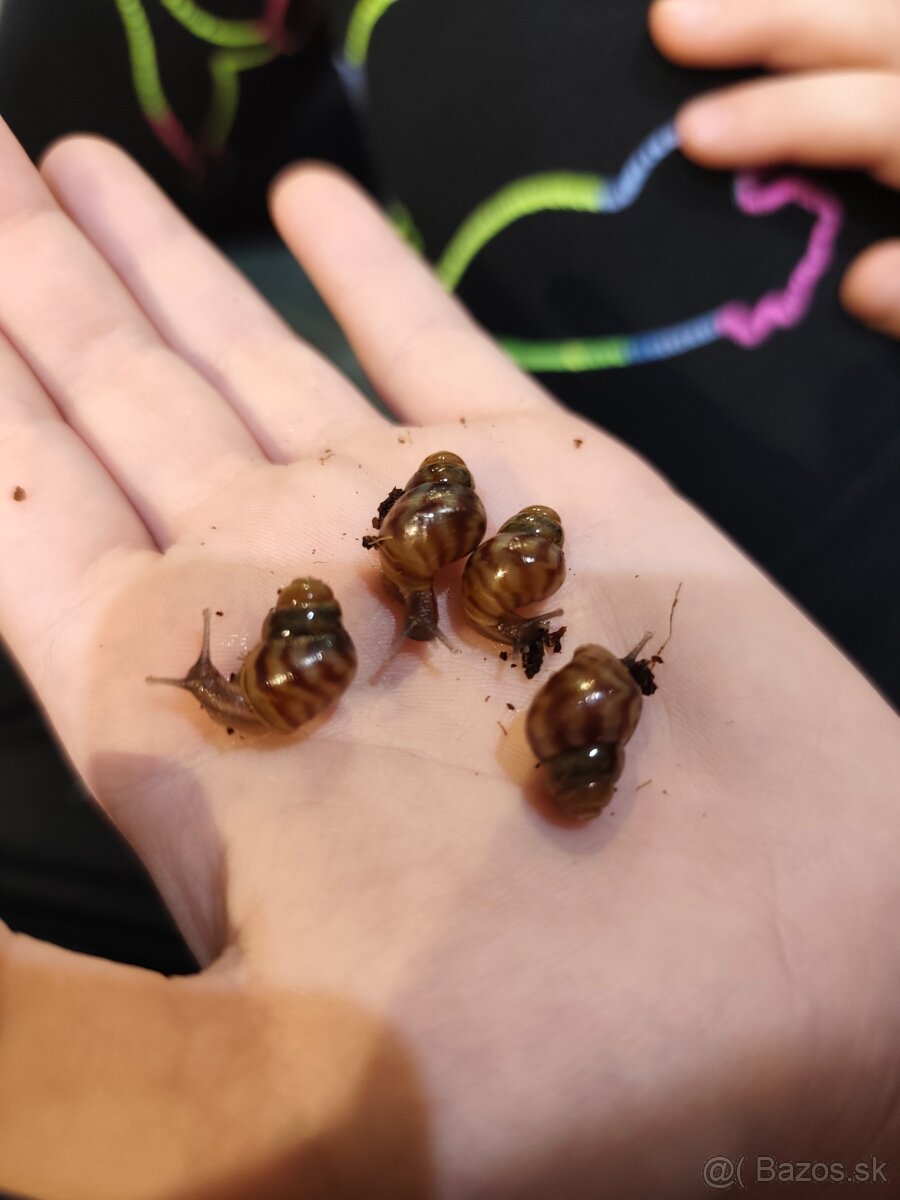 Africké slimáky - 3