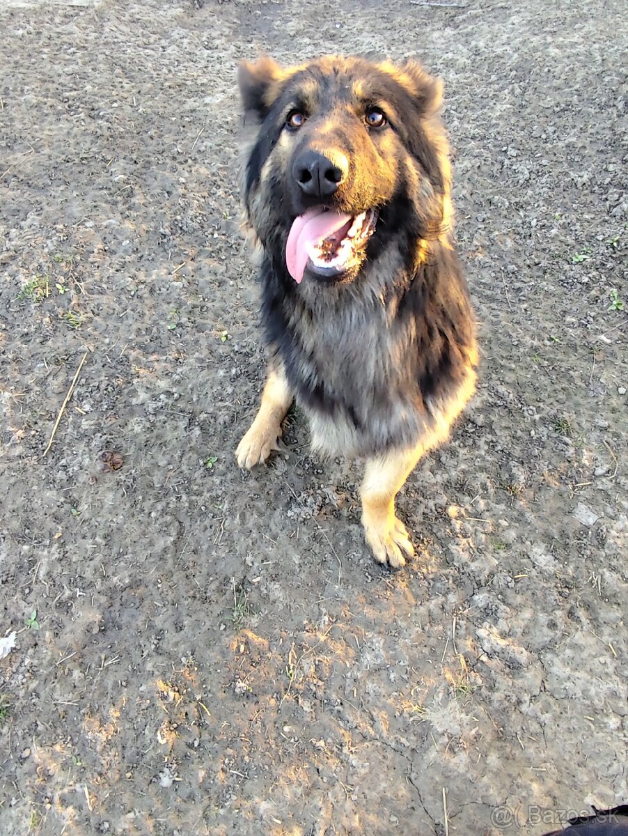 Nemecký ovčiak darujem - 3