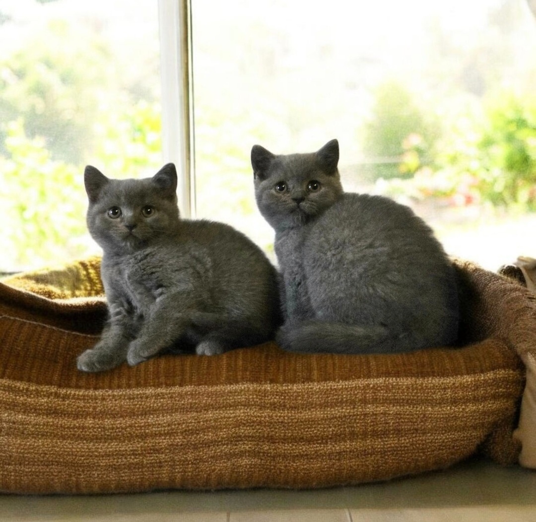 Britska macka s PP - 3