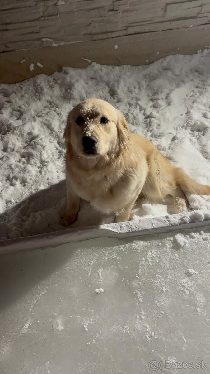 Zlatý Retriever 9mes. - 3