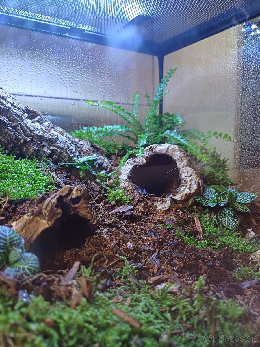 Terárium - 3