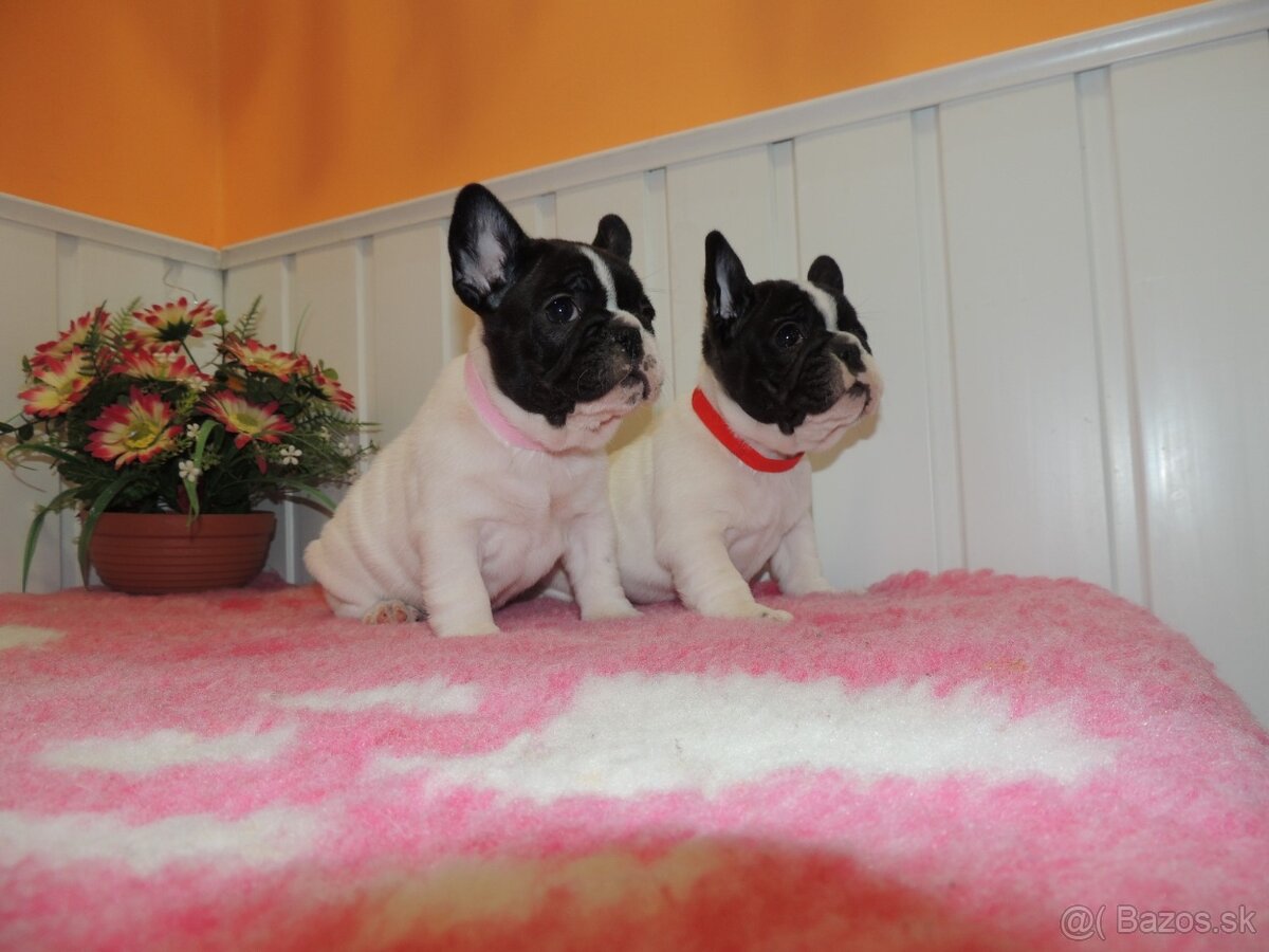 Francúzsky buldoček s PP. - 3