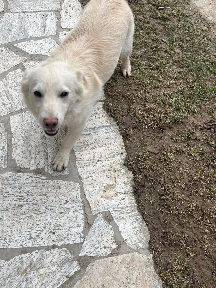 Darujem šteniatko. - 3