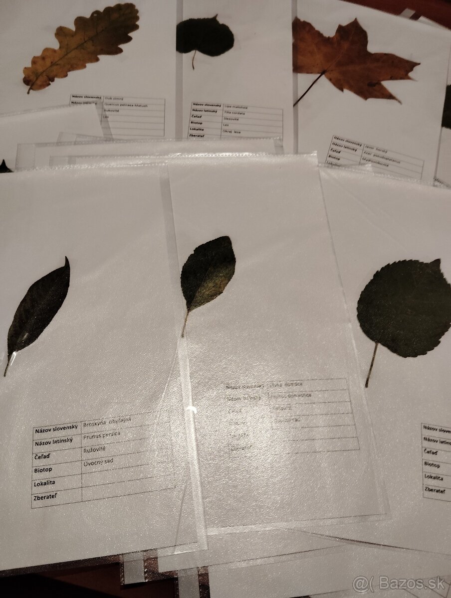 Školský herbár jesenných listov (ovocné,lesné, okrasné) - 3