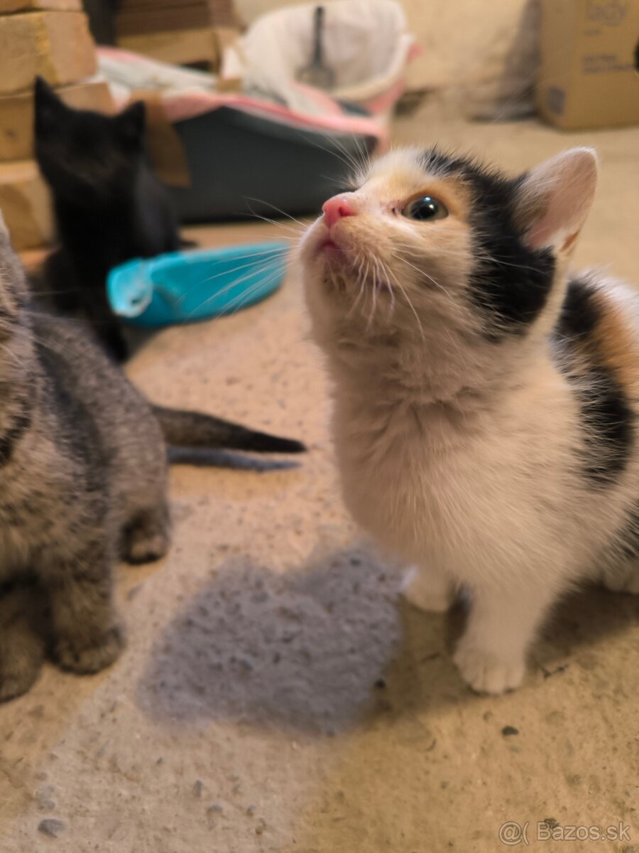 HĽADÁME TVOJE LÁSKAVÉ RUKY - 3