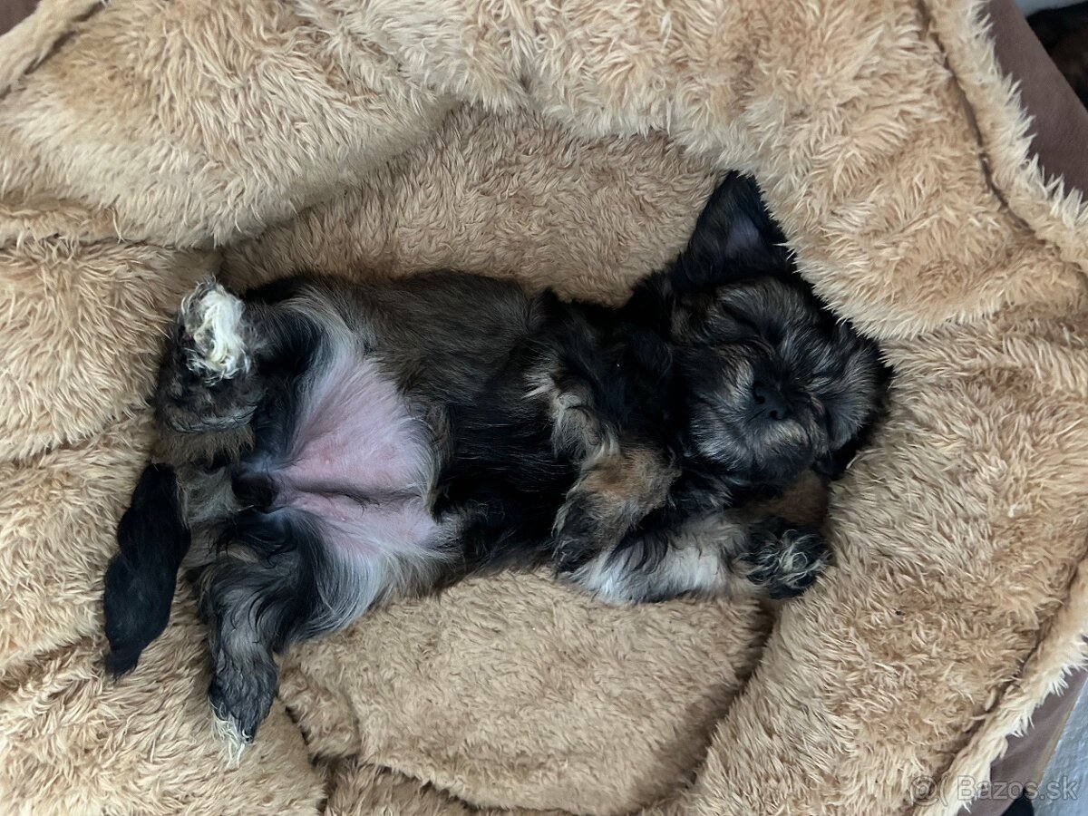 Maltezák/yorkshire - 3