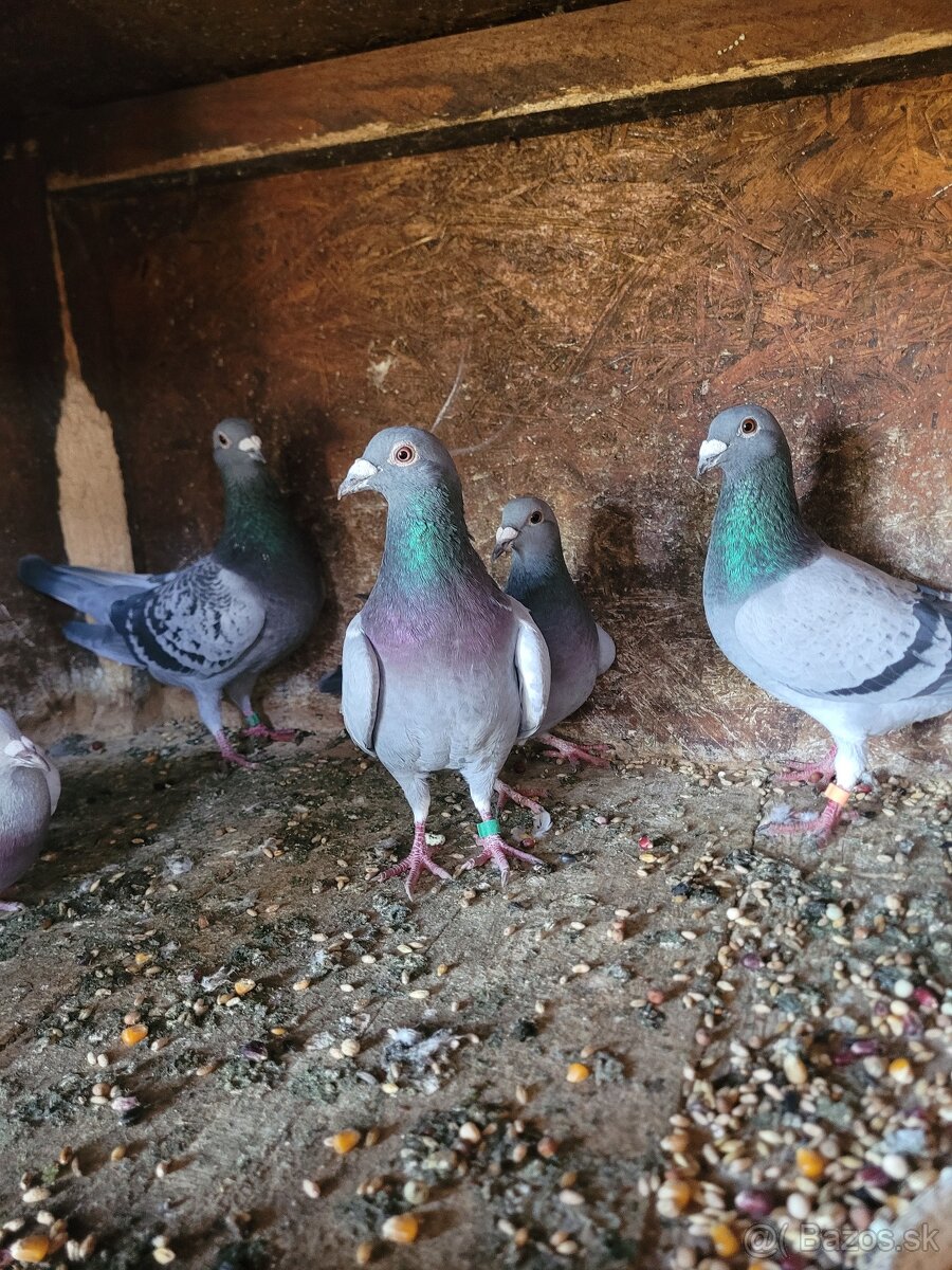 Darujem poštové holuby - 3