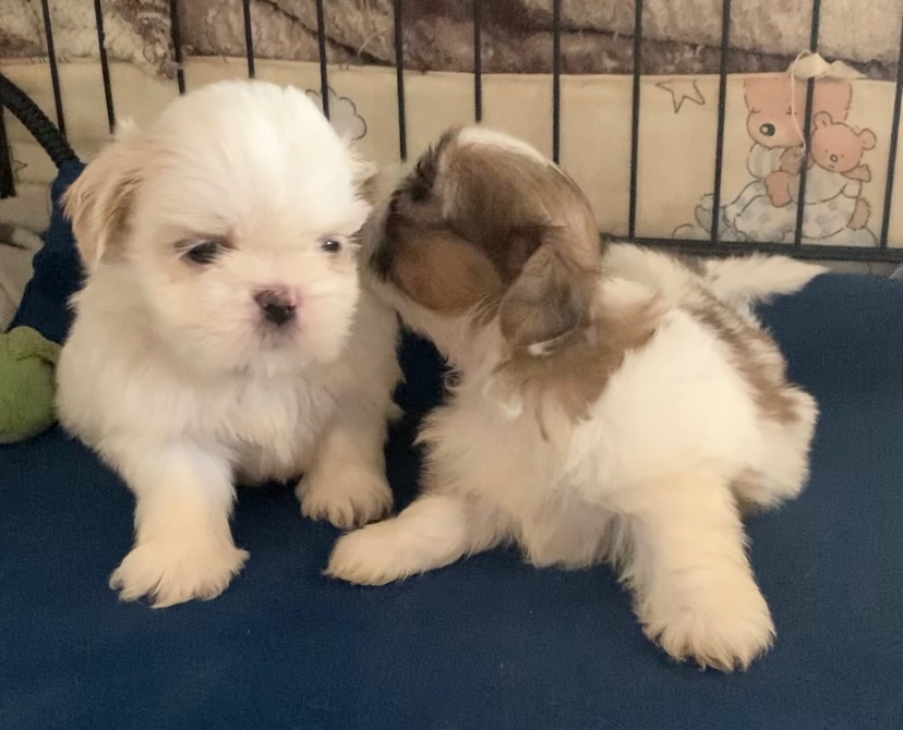 čistokrvné šteniatka Shih Tzu - 3